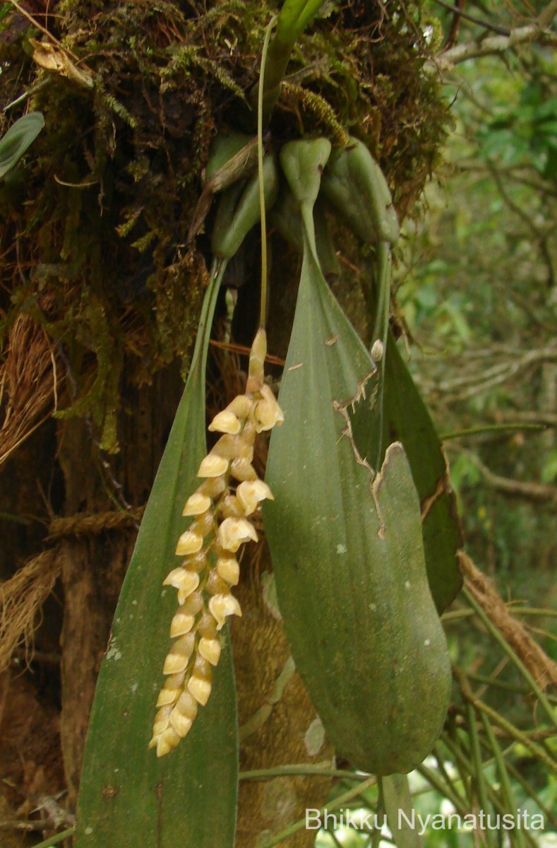 Coelogyne imbricata (Hook.) Rchb.f.